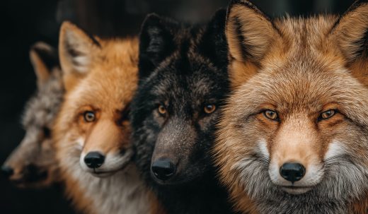 Foxes puzzle preview